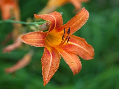 Heavy with rain, it impeded my progress on the sidewalk.