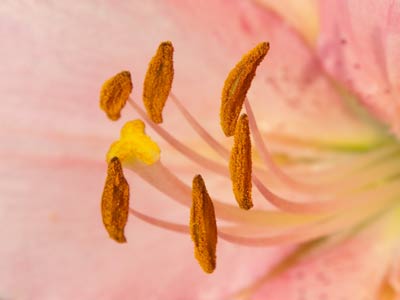 The breeze blows, the anthers jiggle, pollen is shaken off.