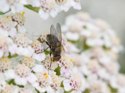 Waiter, there`s a fly on my flowers.