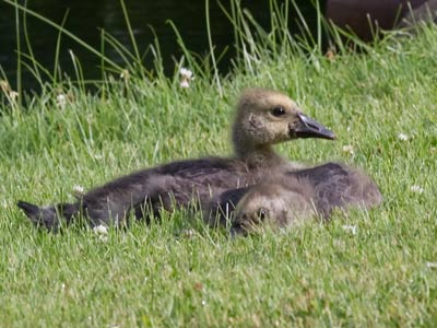 Sibling protection instinct.