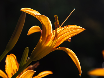 Sunrise lily.