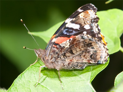 Today`s pictures have a wide variety of subject matter.