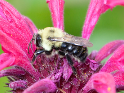 It was a dreary, rainy day, but I had my Canon speedlight.