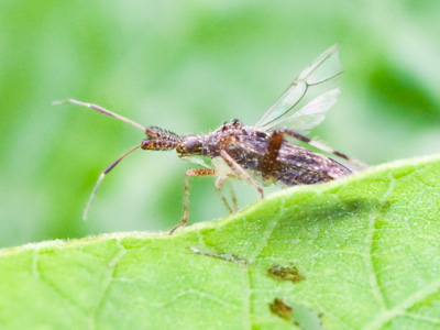 I wouldn`t want to encounter one of these inside my house, but out here I`m glad to see it.