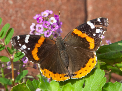 It wasn`t feeding, it was just warming its wings in the sun.