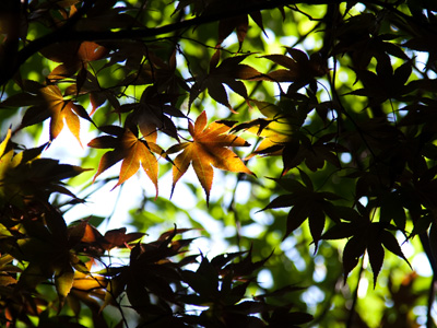 A summer equivalent of the leaves on November 7, 2011.