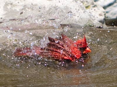 If I wasn`t a patient person, I`d be a poor photographer.