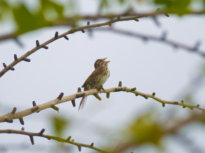 `Let it go!  Let it goooo!  I am one with the wind and sky!`