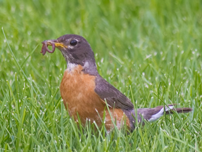 I took lots of bad pictures of this robin to get a good one.