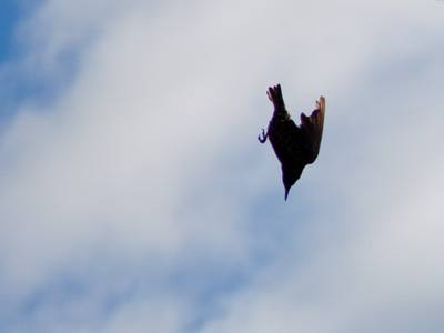 Every morning there`s a cat food feeding frenzy.