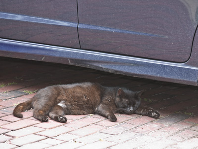 Let sleeping cats lie.