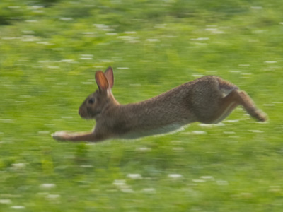 A family of rabbits lives in the heart of downtown Dayton.