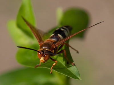 I get chomped by bugs when I take photos in the morning, but fortunately not by one of these.