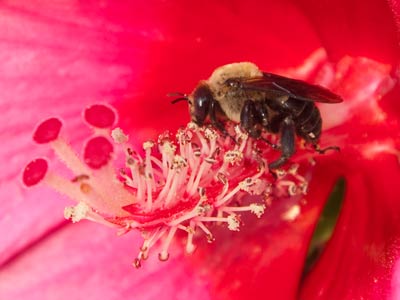 I have no fear of bees.  At least not one at a time.