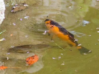 Something`s fishy here.