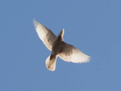 Peace, Vrede, Pax, Pardamean, Paz, Koosi, Pace, M�r, Friede, Fil�a, Rauha, Paix, S�th, Shee, Maluhia, Shalom.