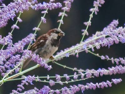 Breakfast among the lavender.