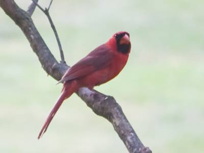 Ladies and gentlemen, the State Bird of Ohio.