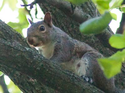 I heard a rustle in the tree, looked up and there he was:  Russell the squirrel.