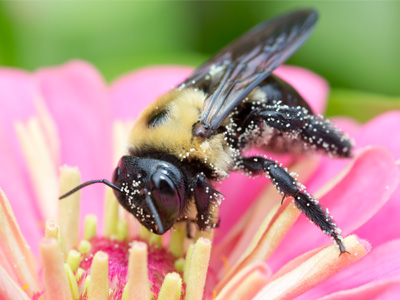 I may never need to take another bee-flower photo again.  This seems to be the definitive statement on that subject.