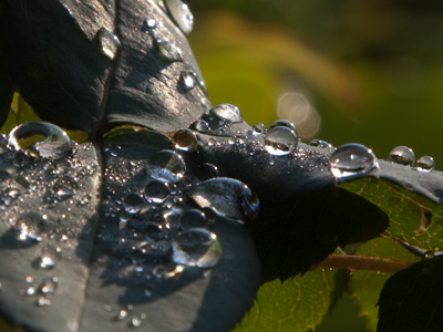 I come to the garden alone while the dew is still on the roses.  C. AUSTIN MILES