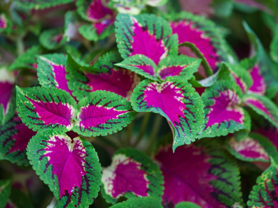 I`d like to think there`s a REASON for colors on plants.  Maybe the color pattern leads insects to the pollen.