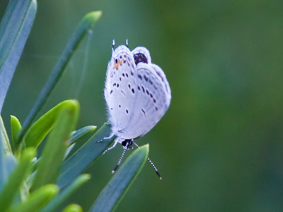 You haven`t gotten very many butterflies from me this year.