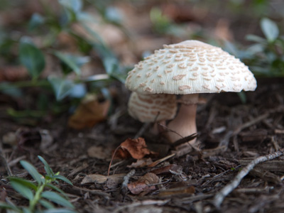 I got a Canon camera, I love to take a photograph, so mama don`t take my memory card away.