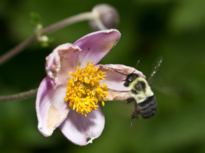 We crave a different kind of buzz.  You can call me queen bee. LORDE (WITH JOEL LITTLE)