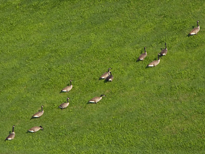 Migration is going slowly this year.