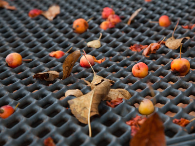 They were dropping all around me as I took this picture.