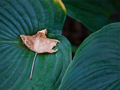 The earth swings back toward the long season of death.