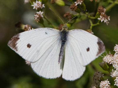 The humble, but very plentiful, cabbage white.