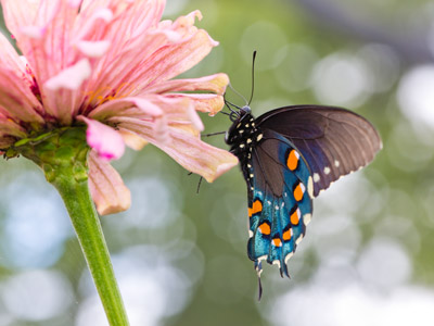 I am grateful for the time, equipment and skill to capture this photograph, and for a very cooperative swallowtail.
