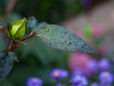 Raindrops, not dew.