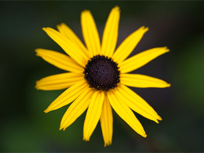 Susan`s days are numbered.