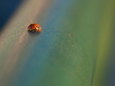 If the bugs decided to gang up on us, we`d be in trouble.