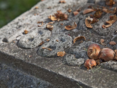 Many years of nuts have fallen on this grave.