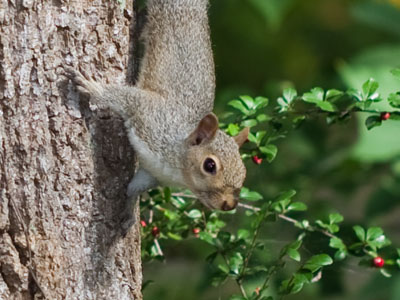 He`s just nuts about fall.