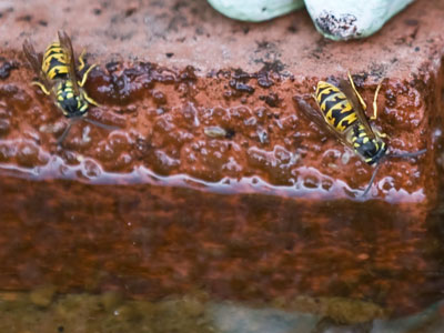The synchronized swimmers prepare for their routine.