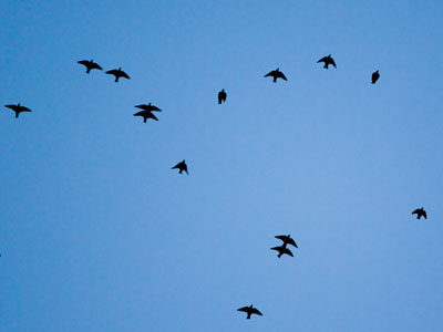 Birds with four wings?