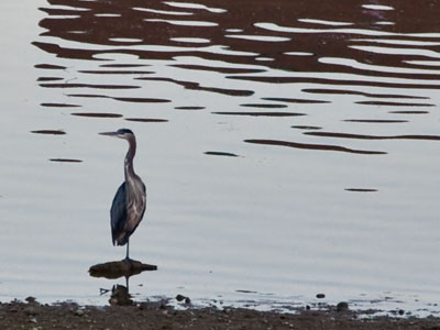 Wait.  Wait some more.  And then the bird turns its head.
