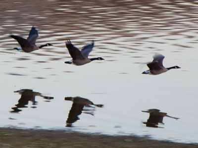 Three geese.  Or was it six?