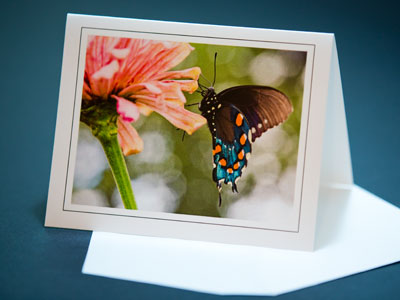 Who wants Adam Alonzo photo notecards?  You do.