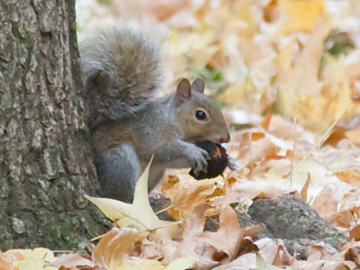 `Walnuts AGAIN?  She made walnuts yesterday.`
