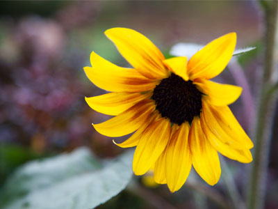 Seasonal affective disorder (SAD) is a type of depression that`s related to changes in seasons. Symptoms start in the fall and continue into the winter months. MAYO CLINIC