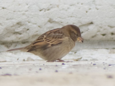 Pebbles are good for you.