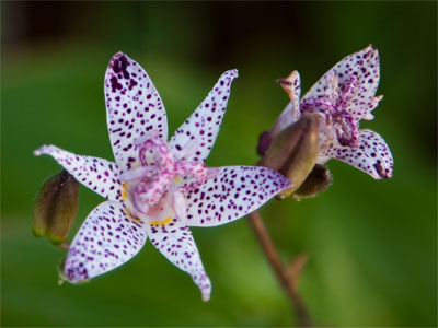 They continue to bloom optimistically, or perhaps foolishly.