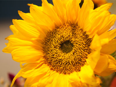 A real flower, but in the office.  I did NOT shoot outside.