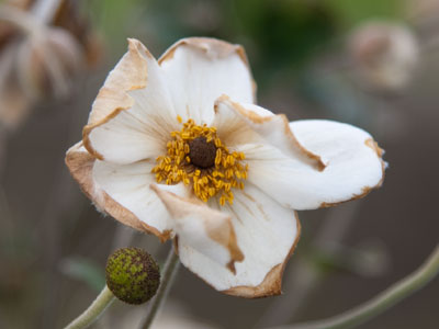 Where did the bee go (see October 23, 2014).